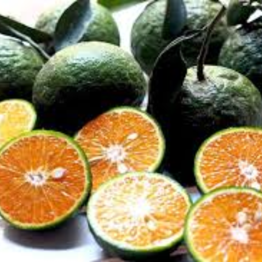 Quả Cam - Nông Sản Việt Nam